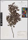 Foto von Salix aurita L.